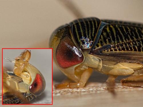 Réf. 326 158 : Hesperocorixa linnaei